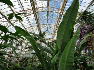 The Hot House, Christchurch